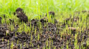 semer pelouse sans retourner terre