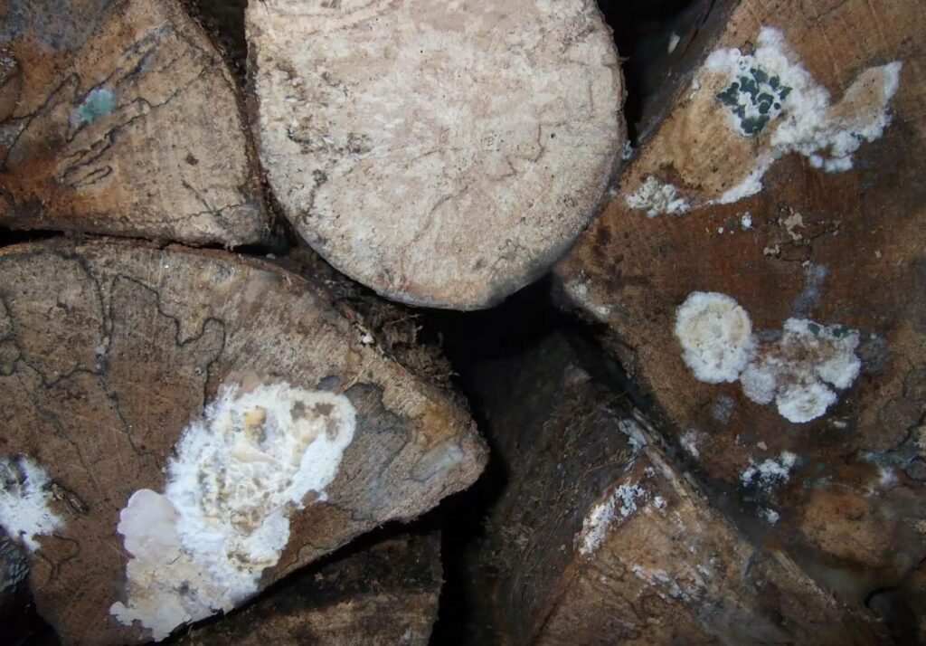 exemple mérule bois de chauffage